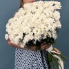 Кустовая белая хризантема Бакарди